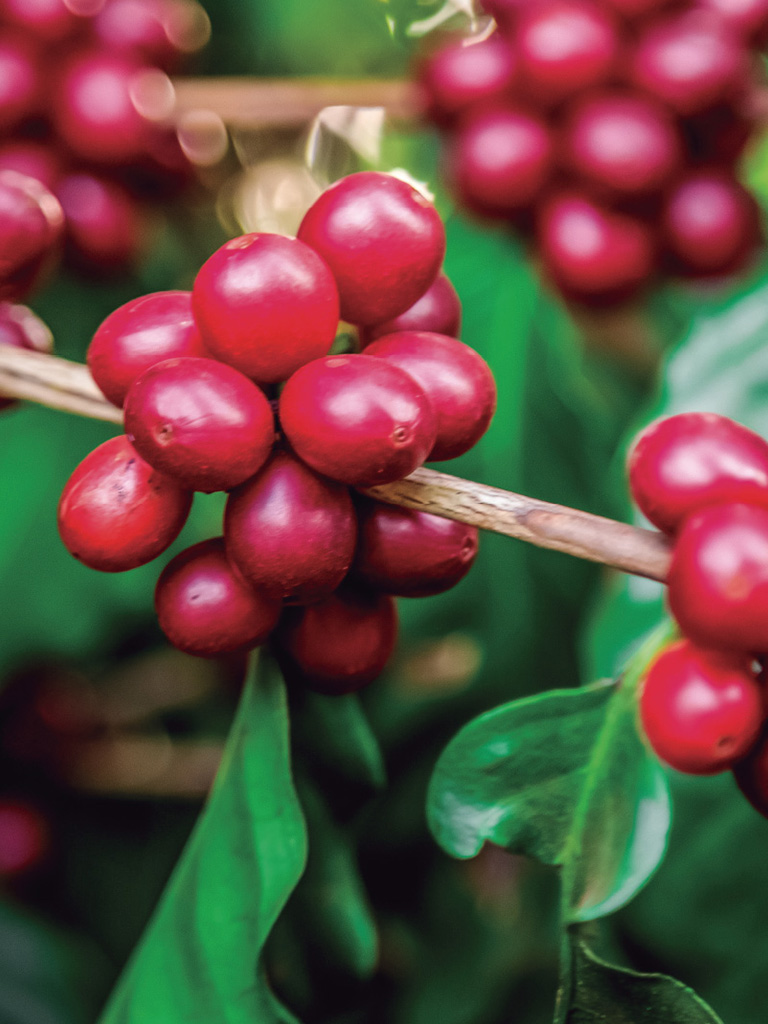 The passionate journey for coffee treasures